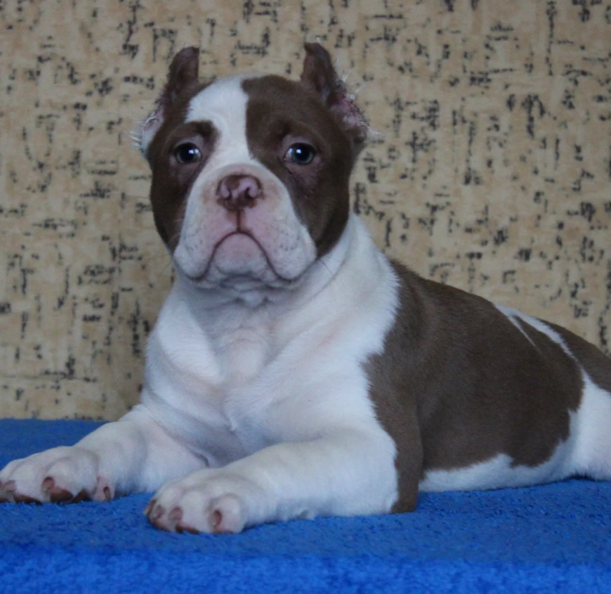 American Bully puppy — Night Drakula Kennel