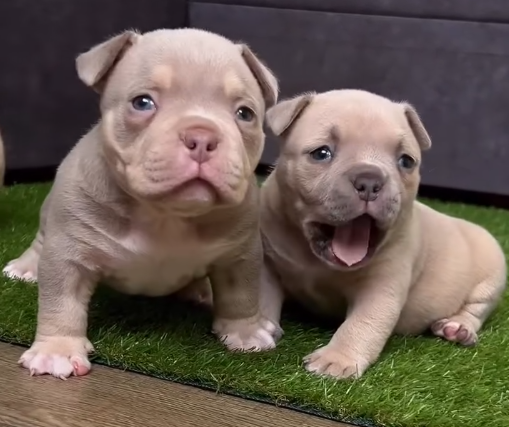 American bully — American Bully puppy from Night Drakula