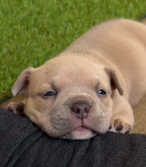 American bully — American Bully puppy from Night Drakula