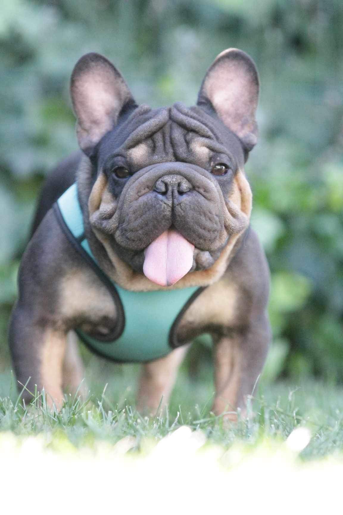 French Bulldog adult dog from Night Drakula Kennel