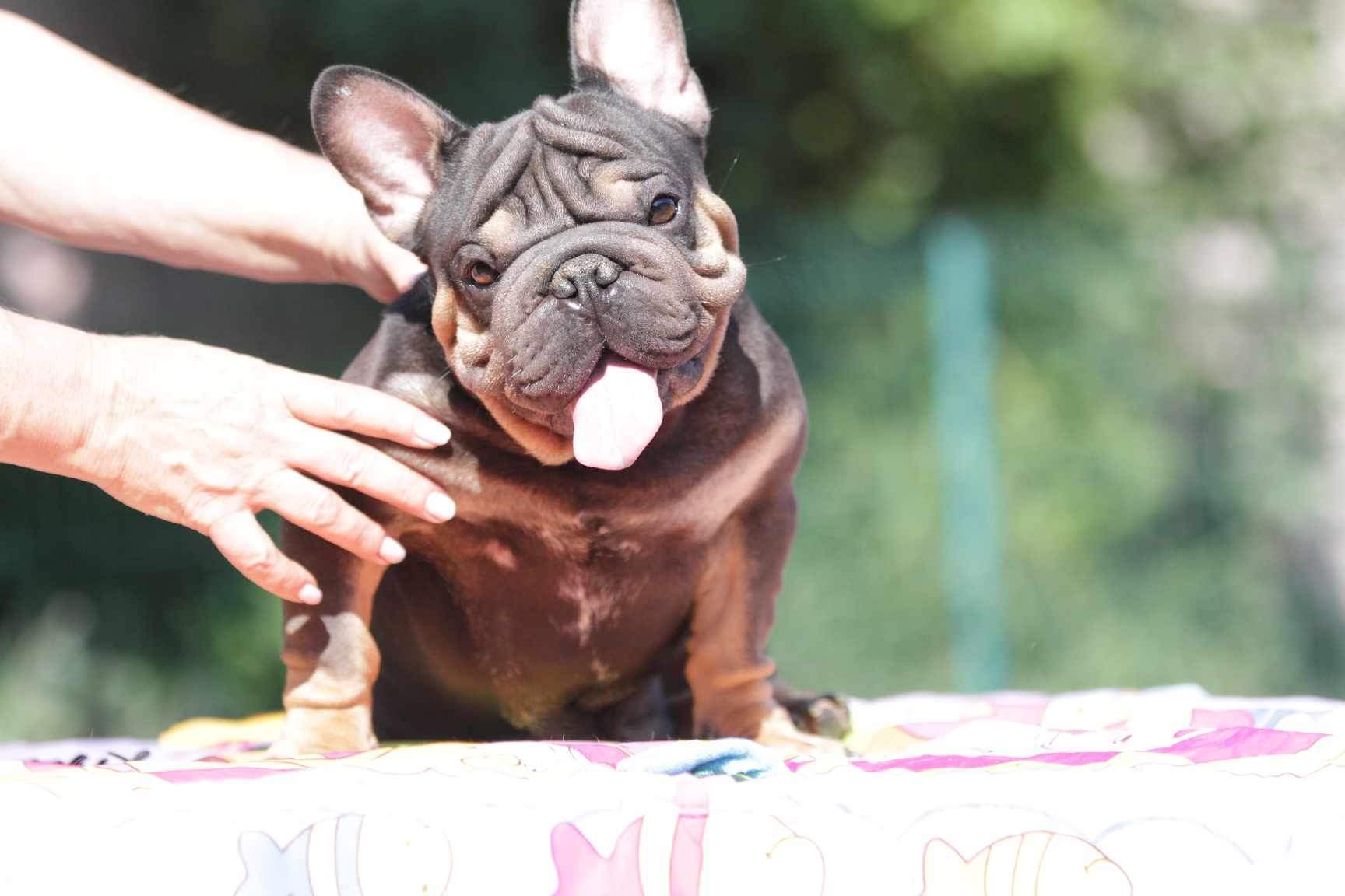 French Bulldog adult dog from Night Drakula Kennel