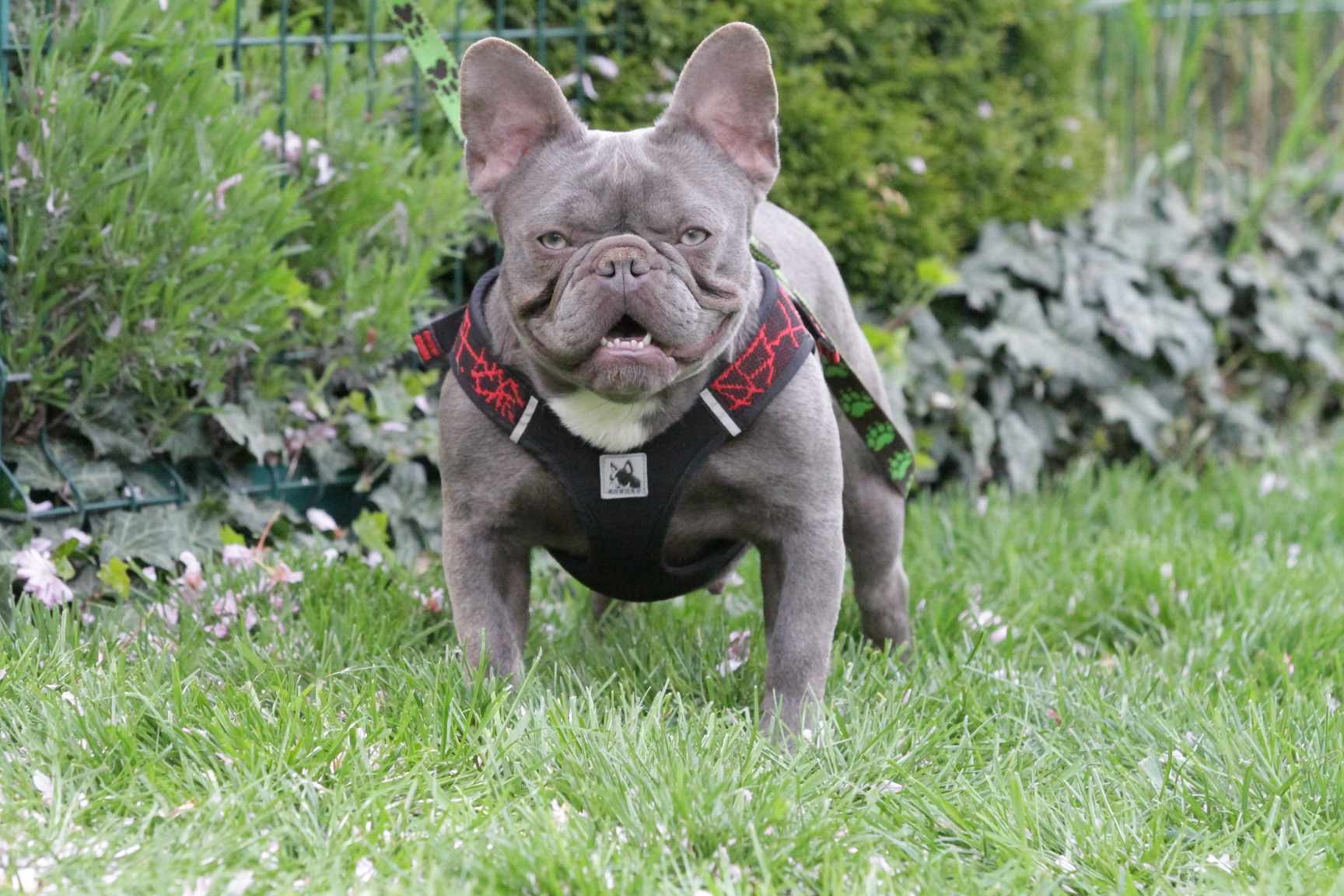 French Bulldog adult dog from Night Drakula Kennel