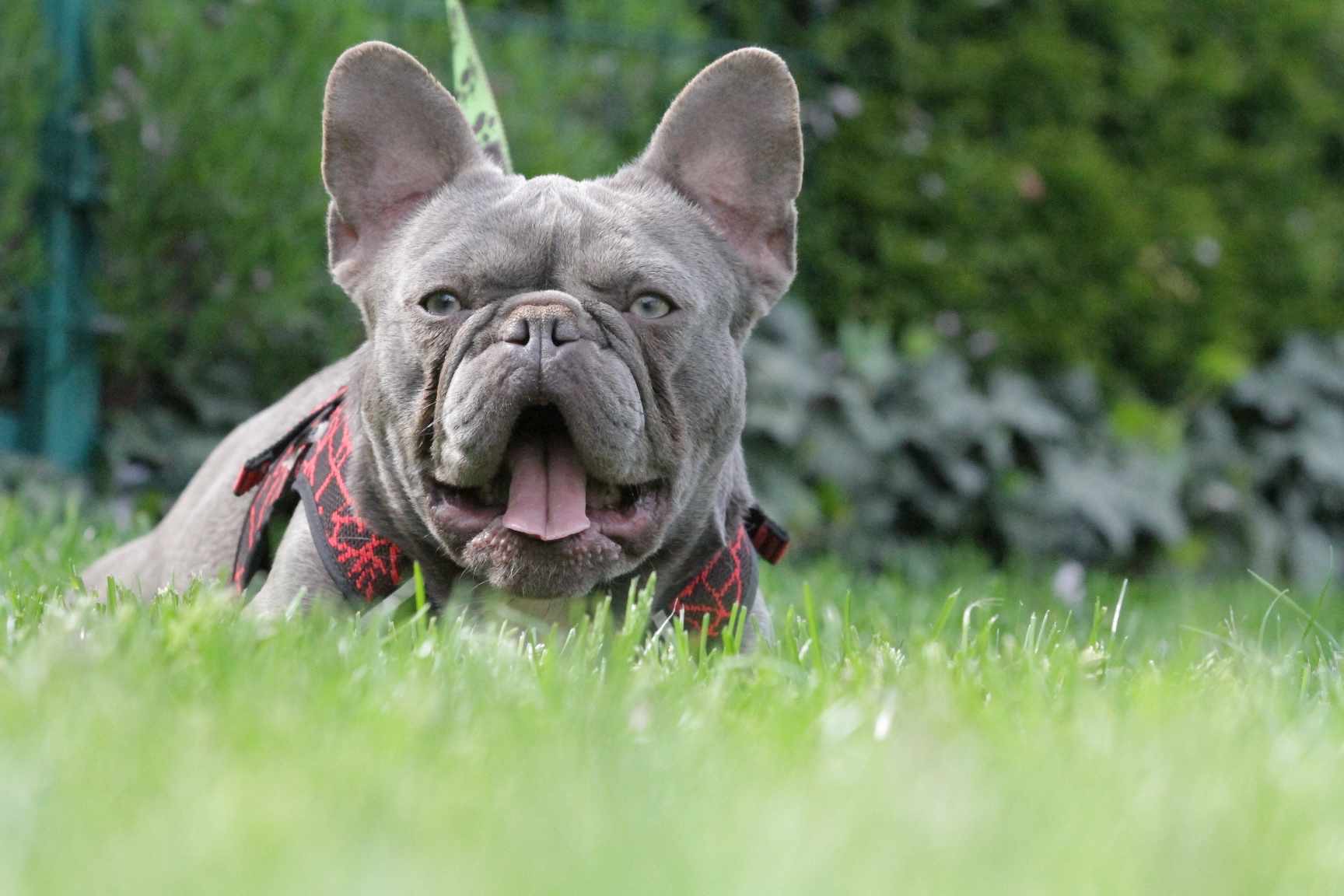French Bulldog adult dog from Night Drakula Kennel