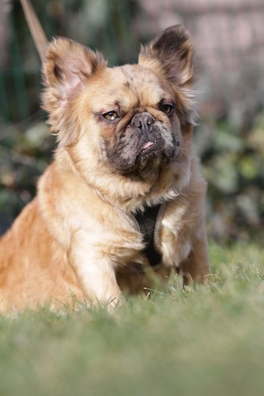 French Bulldog adult dog from Night Drakula Kennel