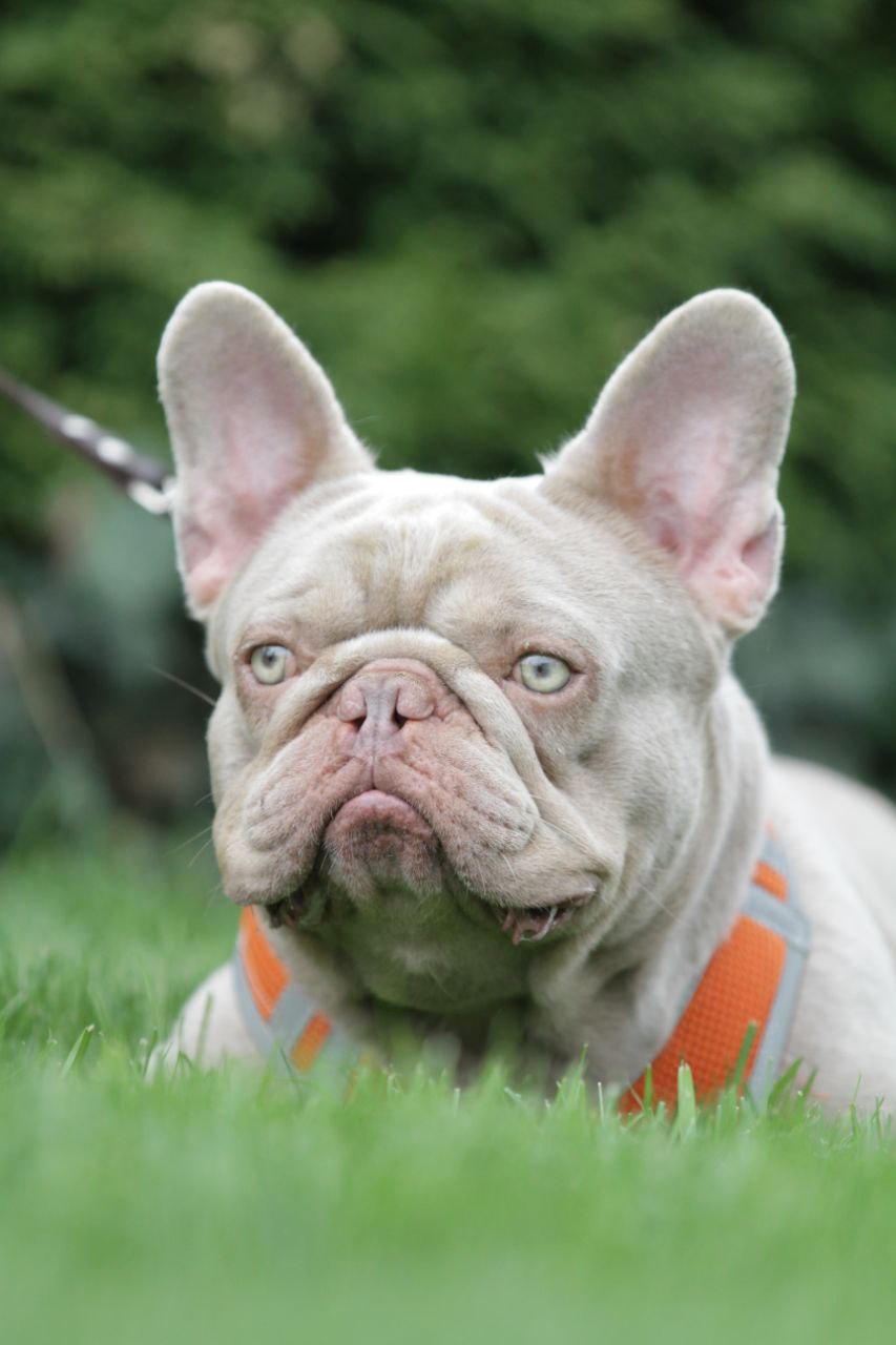 French Bulldog adult dog from Night Drakula Kennel