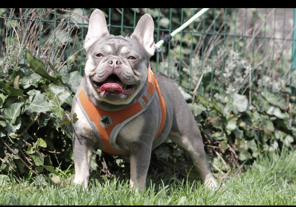 French Bulldog adult dog from Night Drakula Kennel