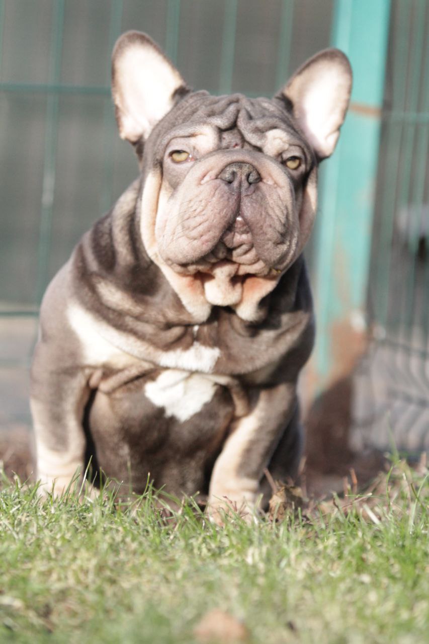 French Bulldog adult dog from Night Drakula Kennel