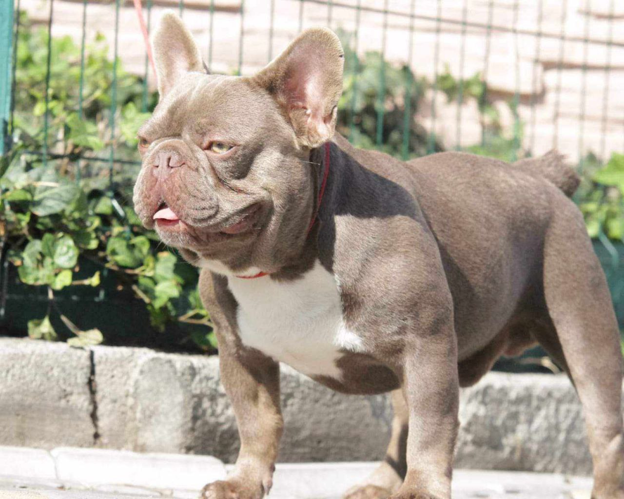 French Bulldog adult dog from Night Drakula Kennel