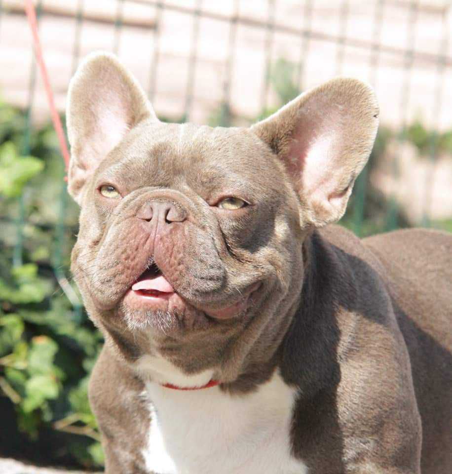 French Bulldog adult dog from Night Drakula Kennel