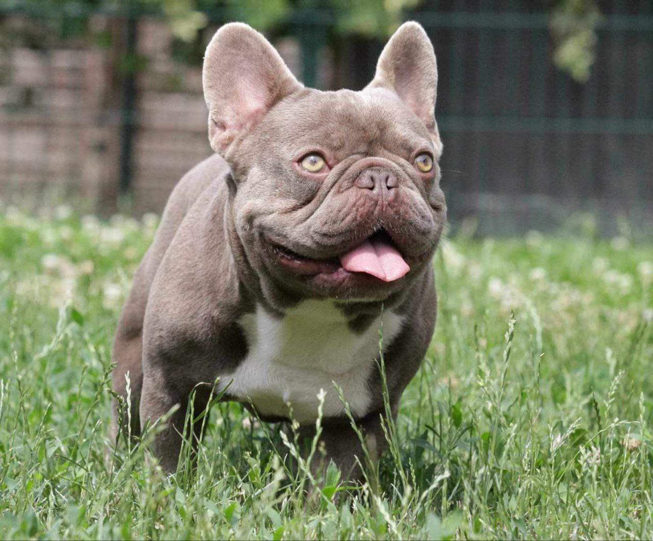 French Bulldog adult dog from Night Drakula Kennel