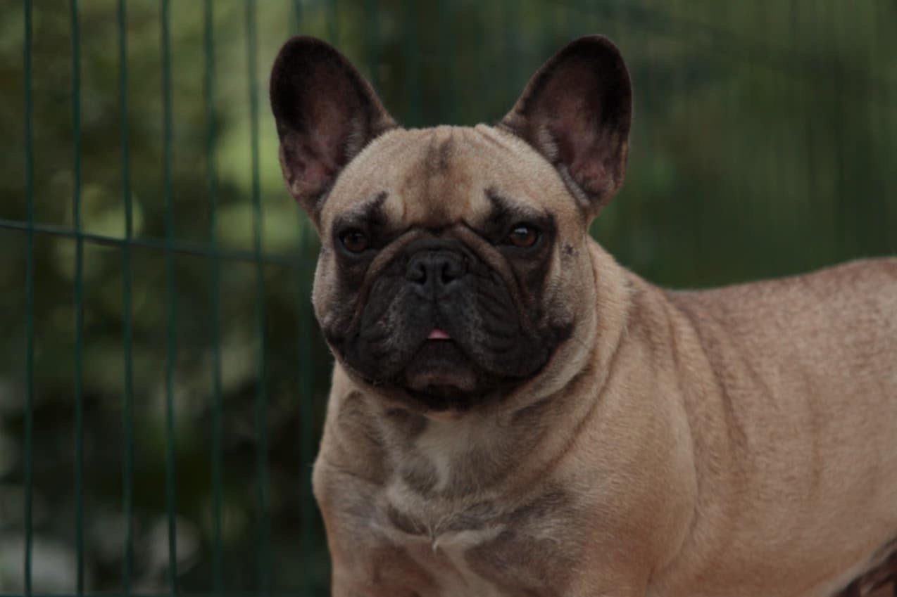 French Bulldog adult dog from Night Drakula Kennel