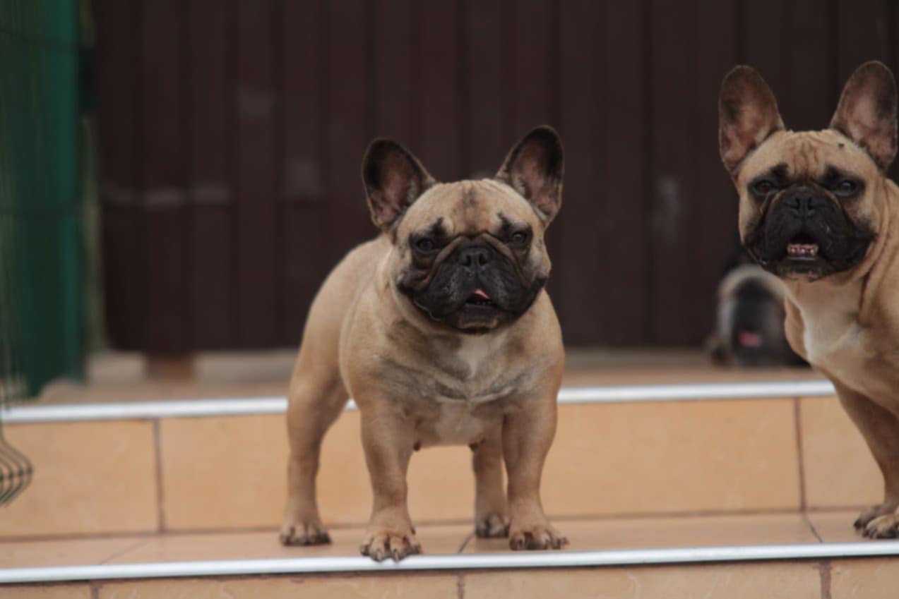 French Bulldog adult dog from Night Drakula Kennel