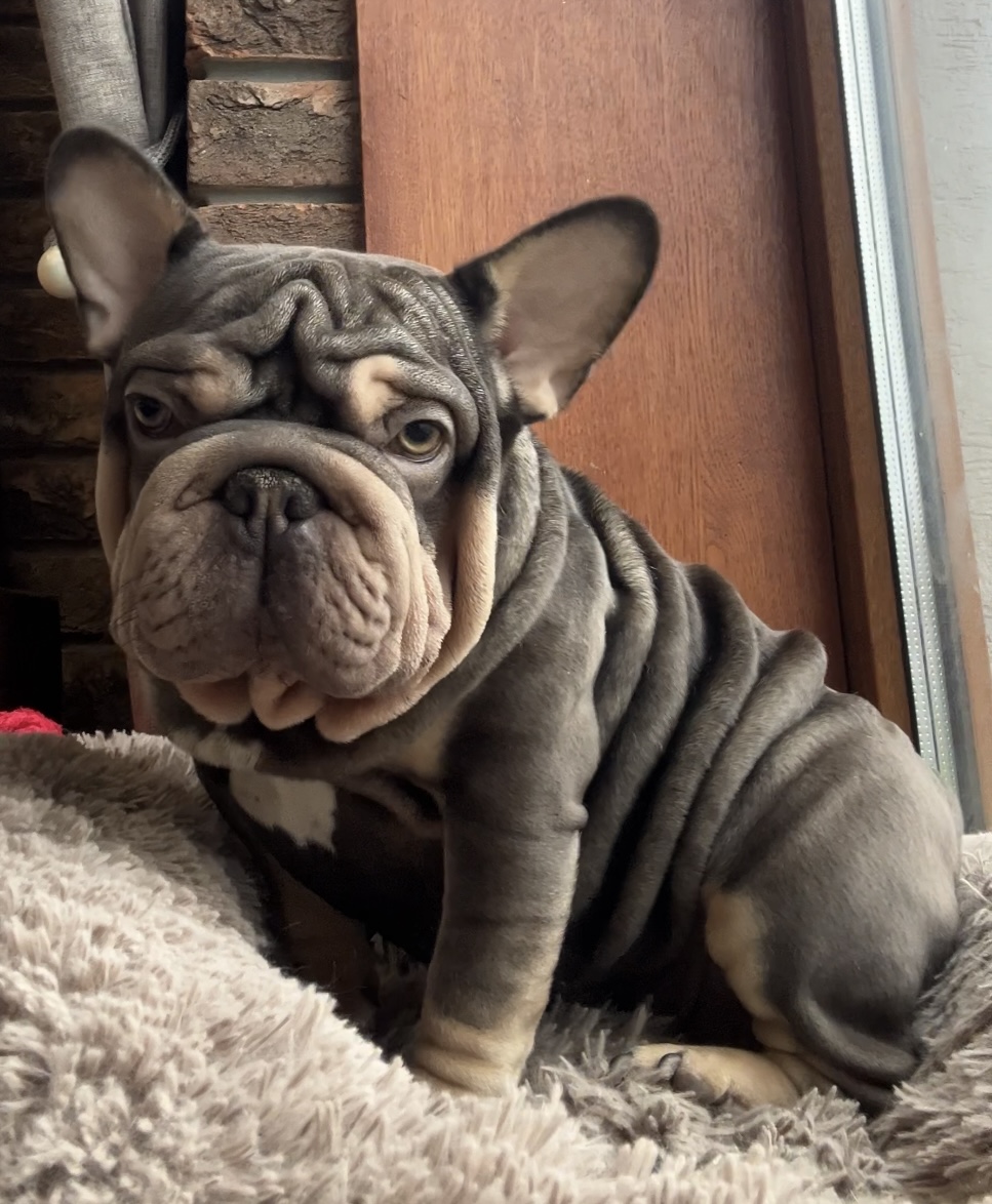 French Bulldog adult dog from Night Drakula Kennel