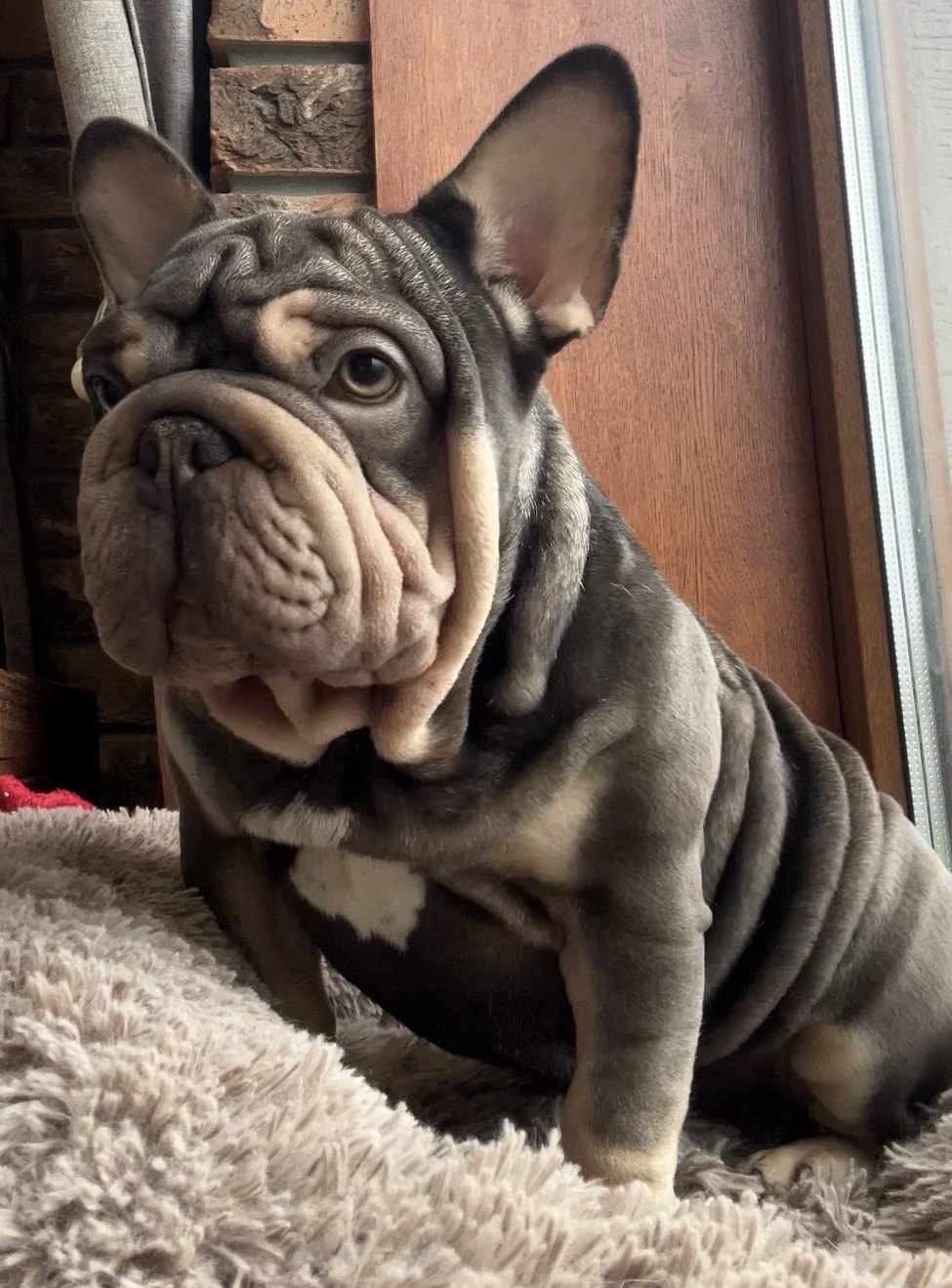 French Bulldog adult dog from Night Drakula Kennel