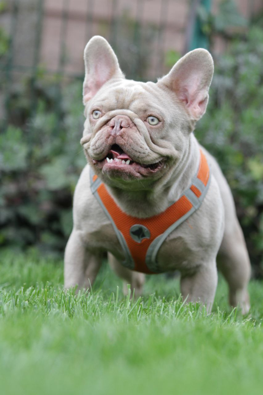 French Bulldog adult dog from Night Drakula Kennel