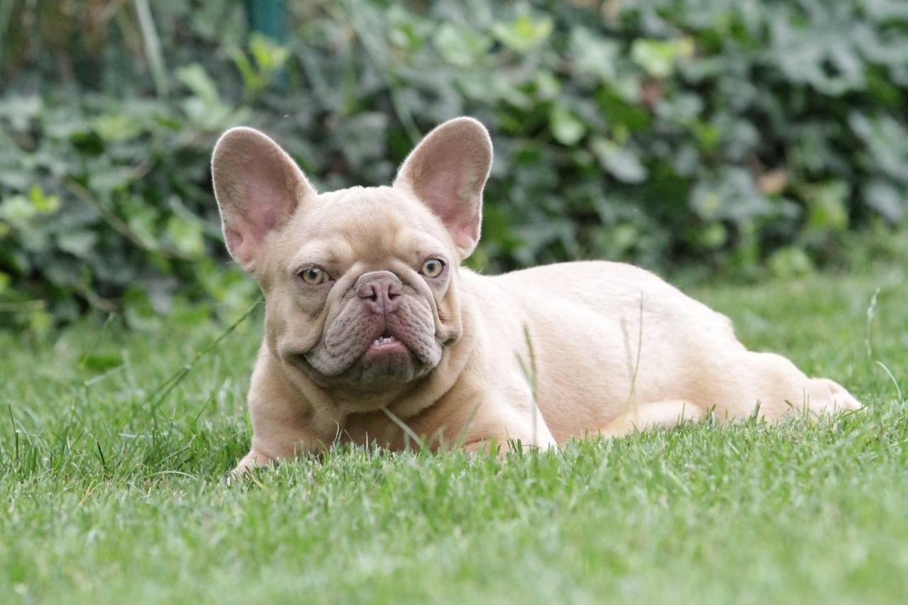 French Bulldog adult dog from Night Drakula Kennel