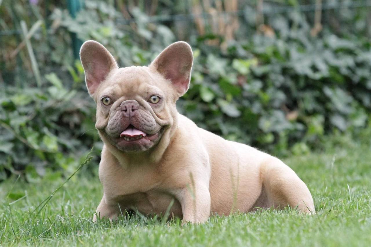 French Bulldog adult dog from Night Drakula Kennel