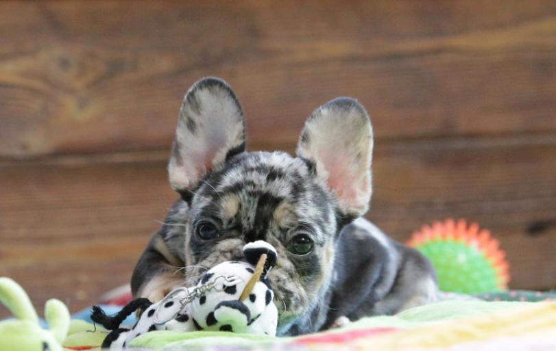 French Bulldog puppy — Night Drakula Kennel